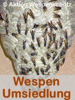 Umsiedlung
